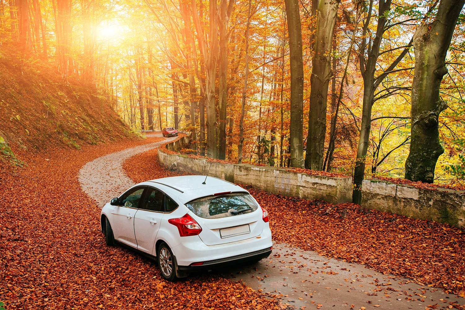 car in forest yellow autum leaves